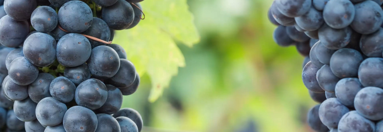 Grappoli di uva Sangiovese