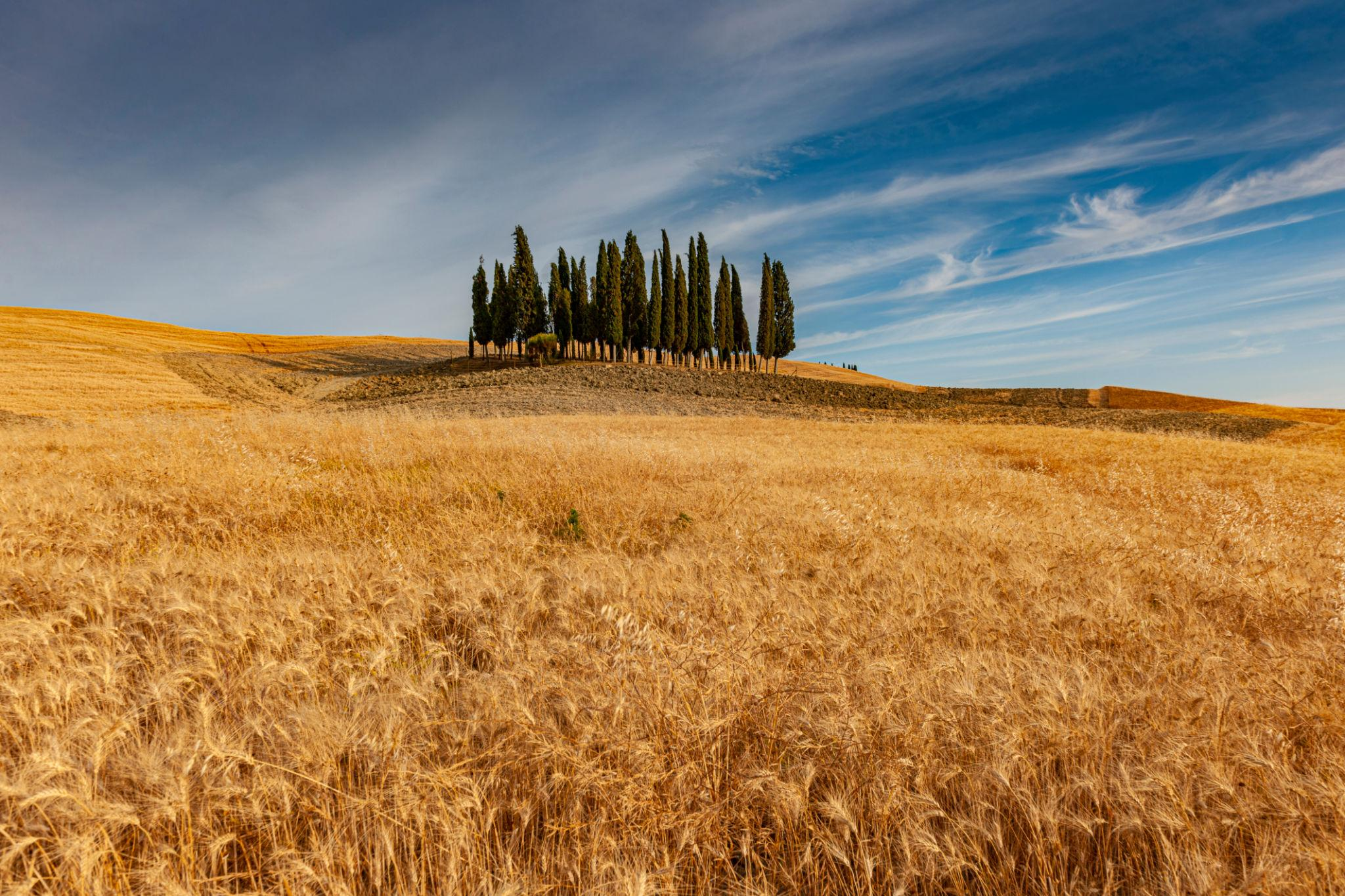Cipressi della Val d’Orcia tra le colline dorate in estate